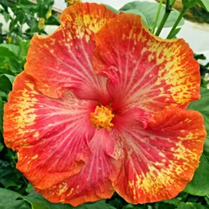 Madagascar Hibiscus Moscheutos Seeds - Rose of Sharon Flower Seeds - Indoor/Outdoor - Image 1