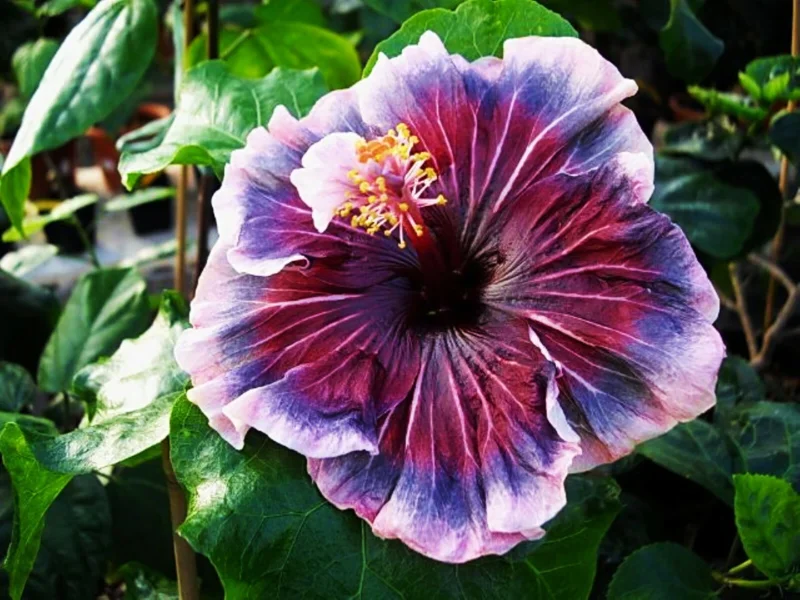 Madagascar Hibiscus Moscheutos Seeds - Rose of Sharon - 15+ Seed Pack - Image 1