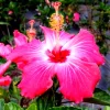 Madagascar Hibiscus Moscheutos Seeds - Rose of Sharon - 10 Seed Pack - Indoor & Outdoor - Image 1