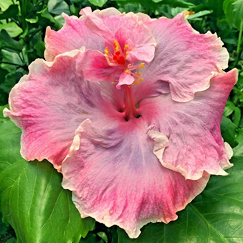 Madagascar Hibiscus Moscheutos Seeds - Rose of Sharon Seedpack - Pink Flowers - Indoor & Outdoor - Image 1