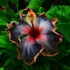 Madagascar Hibiscus Moscheutos Seeds - Rose of Sharon Starter Seeds - Image 1