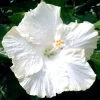 Madagascar Hibiscus Moscheutos Seeds - Rose of Sharon Starter Seeds - Pink Flowers - Indoor/Outdoor - Image 1
