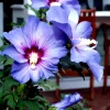 Madagascar Hibiscus Moscheutos Seeds - Rose of Sharon - 15+ Seeds - Pink Flowers - Indoor & Outdoor - Image 1