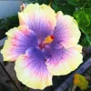 Madagascar Hibiscus Moscheutos Seeds - Rose of Sharon - 10 Seed Pack - Indoor & Outdoor - Image 1