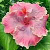 Madagascar Hibiscus Moscheutos Seeds – Rose of Sharon – Pink Blooms – Indoor/Outdoor - Image 1