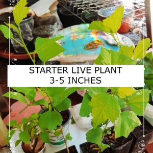 Madagascar Hibiscus Moscheutos Starter Live Plant - Mallow Rose of Sharon Indoor/Outdoor - Image 2