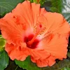 Madagascar Hibiscus Moscheutos Starter Seeds - Rose of Sharon Pink - Image 1