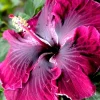 Madagascar Hibiscus Moscheutos Starter Seeds Rose of Sharon - Perennial Flower Seeds - Image 1