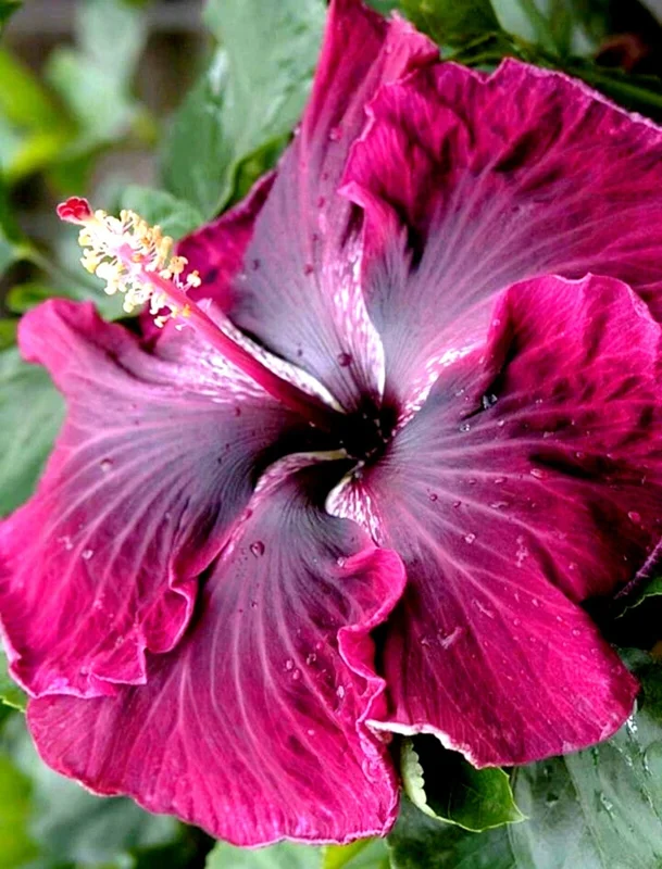Madagascar Hibiscus Moscheutos Starter Seeds Rose of Sharon - Perennial Flower Seeds - Image 1