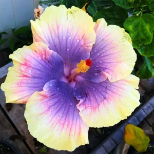 Madagascar Hibiscus Seeds - Rose of Sharon Pink Hibiscus Seeds - 15+ Seeds - Image 1
