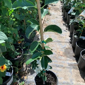 Madagascar Jasmine Live Plant - Stephanotis Floribunda 1 FT Tall in 6