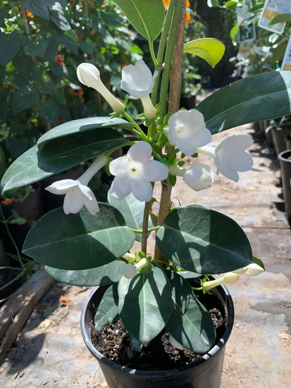 Madagascar Jasmine Live Plant - Stephanotis Floribunda 1 FT Tall in 6" Pot - Image 1