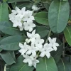 Madagascar Jasmine Live Plant - Stephanotis Floribunda 3 Gallon Pot - 3 Feet Tall - Image 1