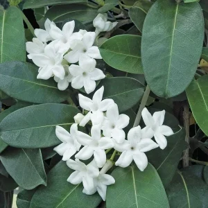 Madagascar Jasmine Live Plant - Stephanotis Floribunda 3 Gallon Pot - 3 Feet Tall - Image 1