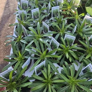 Madagascar Palm Live Plant - Pachypodium lamerei - 2 inch Pot - Indoor/Outdoor - Image 2