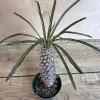 Madagascar Palm Tree Live Plant – Pachypodium Lamerei Succulent – 4 inch Pot - Image 1