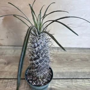 Madagascar Palm Tree Live Plant – Pachypodium Lamerei Succulent – 4 inch Pot - Image 3