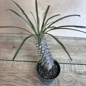 Madagascar Palm Tree Live Plant – Pachypodium Lamerei Succulent – 4 inch Pot - Image 5