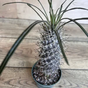 Madagascar Palm Tree Live Plant – Pachypodium Lamerei Succulent – 4 inch Pot - Image 7
