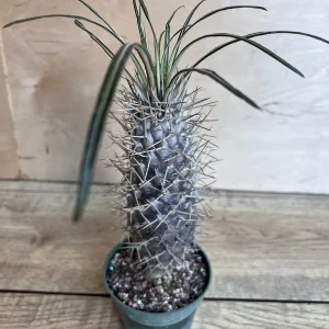 Madagascar Palm Tree Live Plant – Pachypodium Lamerei Succulent – 4 inch Pot - Image 8