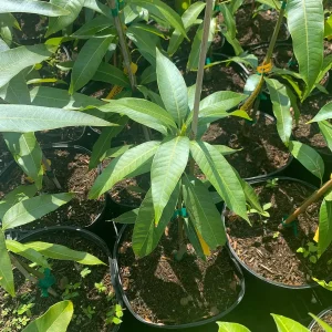 Madame Francis Mango Tree Live Plant – Grafted – 12