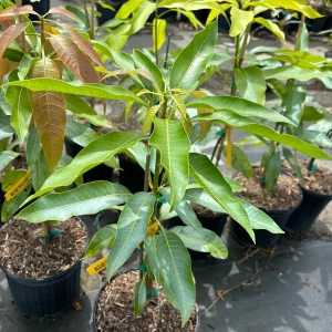 Madame Francis Mango Tree Live Plant – Grafted – 3 Gallon Pot – Fully Rooted - Image 1