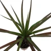 Magenta Dragon Tree Live Plant – Dracaena marginata – 3.5 inch Pot – Indoor Houseplant - Image 1