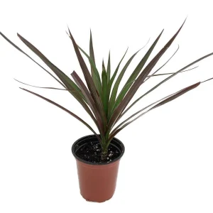 Magenta Dragon Tree Live Plant – Dracaena marginata – 3.5 inch Pot – Indoor Houseplant - Image 2