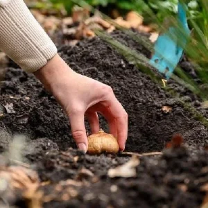 Magic Allium Bulbs - Persian Flowering Onion - 5 Pack 14/+ cm - Outdoor Flower Bulbs - Image 3