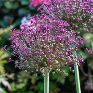 Magic Allium Bulbs - Persian Flowering Onion - 5 Pack 14/+ cm - Outdoor Flower Bulbs - Image 1
