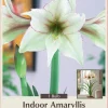 Magic Green Amaryllis Bulb - Creamy Green, Picotee Edges, 30/32cm - Image 1