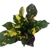 Magnificent Croton Live Plant – Colorful Houseplant – 4 inch Pot - Image 1