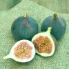 Magnolia Fig (Ficus carica) Live Starter Plant 4+ Inches - Edible Fruit Tree - Image 1