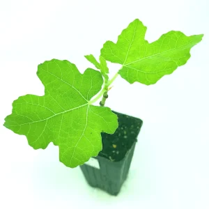 Magnolia Fig (Ficus carica) Live Starter Plant 4+ Inches - Edible Fruit Tree - Image 3