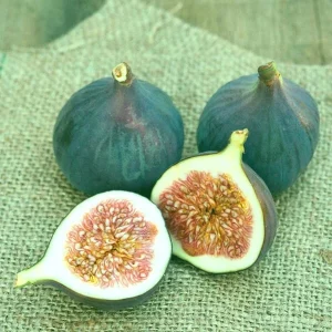 Magnolia Fig (Ficus carica) Live Starter Plant 4+ Inches - Edible Fruit Tree - Image 1