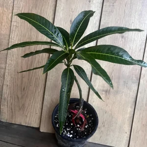 Maha Chanok Mango Tree - Grafted Rainbow Mango Live Plant, 3 Gallon Pot - Image 10