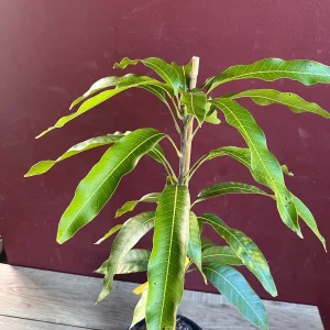 Maha Chanok Mango Tree - Grafted Rainbow Mango Live Plant, 3 Gallon Pot - Image 2