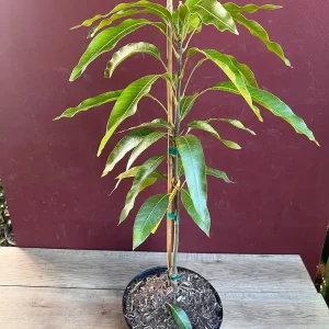 Maha Chanok Mango Tree - Grafted Rainbow Mango Live Plant, 3 Gallon Pot - Image 3