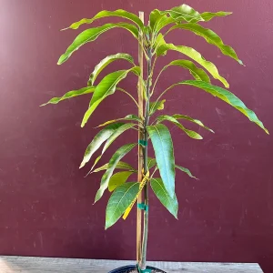 Maha Chanok Mango Tree - Grafted Rainbow Mango Live Plant, 3 Gallon Pot - Image 4