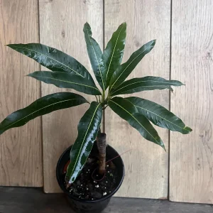 Maha Chanok Mango Tree - Grafted Rainbow Mango Live Plant, 3 Gallon Pot - Image 9