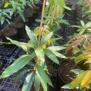 Maha Chanok Thai Mango Tree - Grafted Live Plant, 15