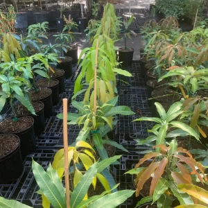 Maha Chanok Thai Mango Tree - Grafted Live Plant, 15