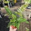 Mahogany Fern Live Plant - Didymochlaena truncatula - 4 inch Pot - Rare Indoor Houseplant - Image 1