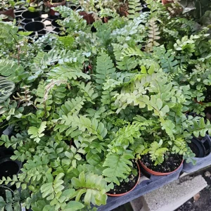 Mahogany Fern Live Plant - Didymochlaena truncatula - 4 inch Pot - Rare Indoor Houseplant - Image 2