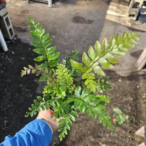 Mahogany Fern Live Plant - Didymochlaena truncatula - 4 inch Pot - Rare Indoor Houseplant - Image 5