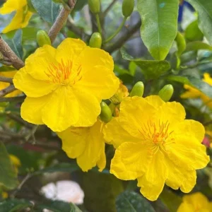 Mai Vang Bonsai Live Plant – Vietnamese Yellow Apricot Tree – 1-2 ft Tall in 2 Gallon Pot - Image 2