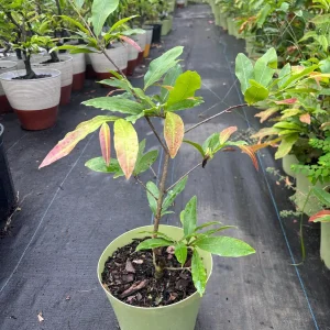 Mai Vang Bonsai Live Plant – Vietnamese Yellow Apricot Tree – 1-2 ft Tall in 2 Gallon Pot - Image 1