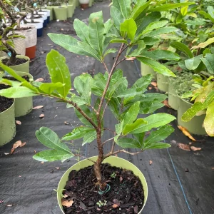 Mai Vang Bonsai Live Plant – Vietnamese Yellow Apricot Tree – 1-2 ft Tall in 2 Gallon Pot - Image 4