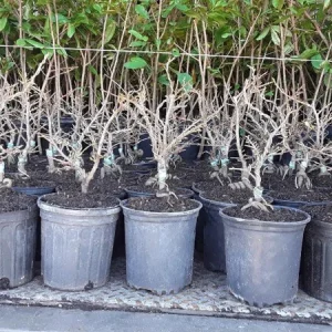 Mai Vang Bonsai Tree – Vietnamese Flowering Apricot Live Plant – 3 Gallon Pot – Outdoor - Image 2