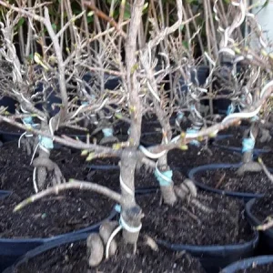 Mai Vang Bonsai Tree – Vietnamese Flowering Apricot Live Plant – 3 Gallon Pot – Outdoor - Image 1